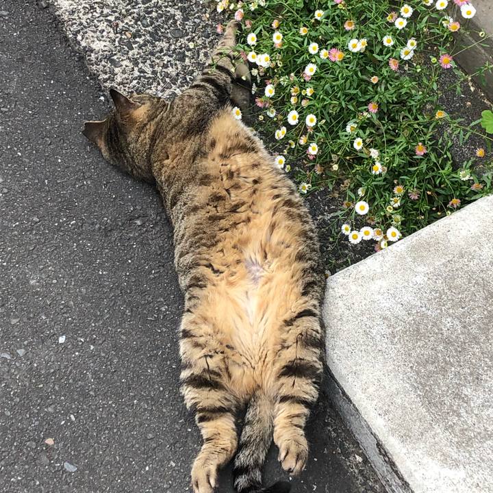 Dc5da51d 2635 4e7e 8884 ddaf875cf2a7 1557620212890