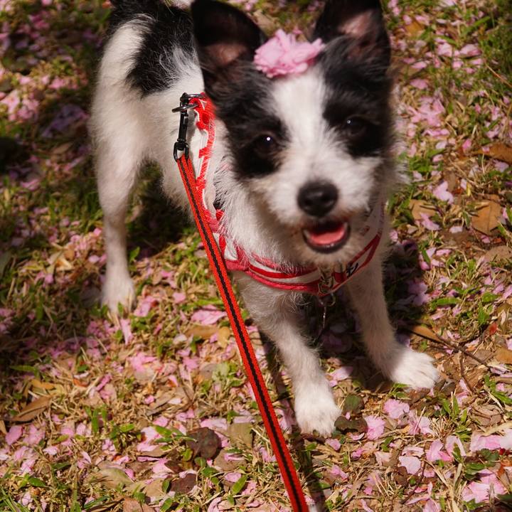 Dc5e86b1 ed66 4806 85e7 47ac0dc4e7d0 1523666692902