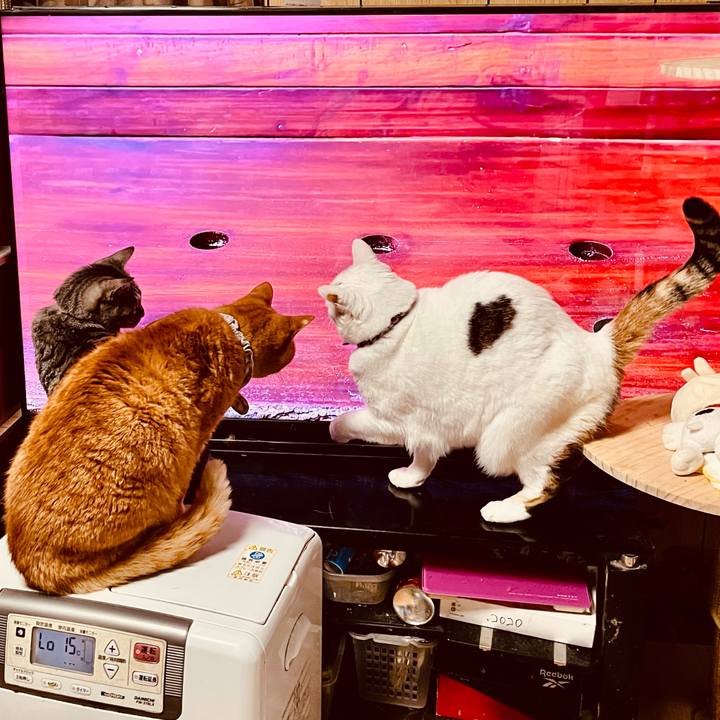 Dc63bb6d 3f47 4373 96fb e8499caf73a8 1770791754725