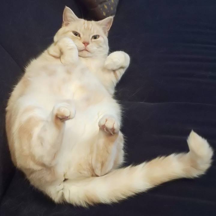 Dc66b661 5aa6 4fc8 b568 736d2054bc48 1541746708441