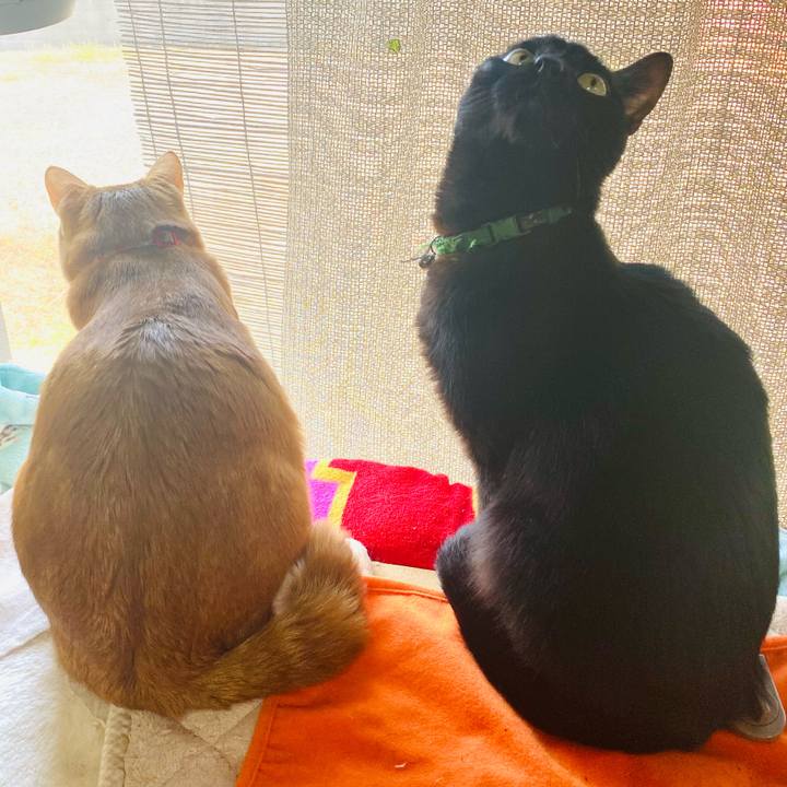 Dc683ec2 8532 49cf 9238 6ba2d5540fa6 1708229082800