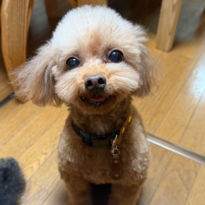 Dc68cd43 7a05 42d6 85d6 fd275ab7cbd7 1766306743353