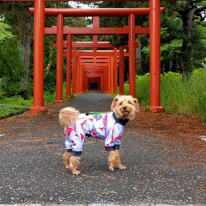 Dc68fb9d 9168 4dd0 87c2 7539164fa4fb 1593303032162