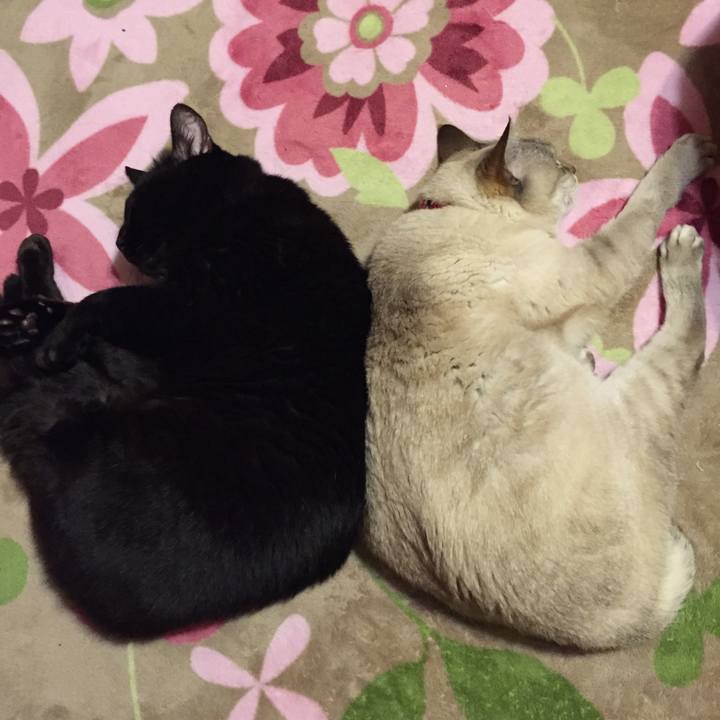 Dc693162 8827 40e2 bbe9 a5c32d25aa2c 1516800618877