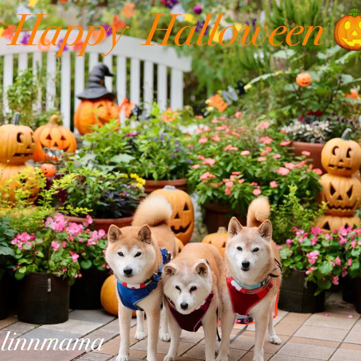 Dc6cb497 2502 4564 9ad5 178f8f36c1a8 1761840379422