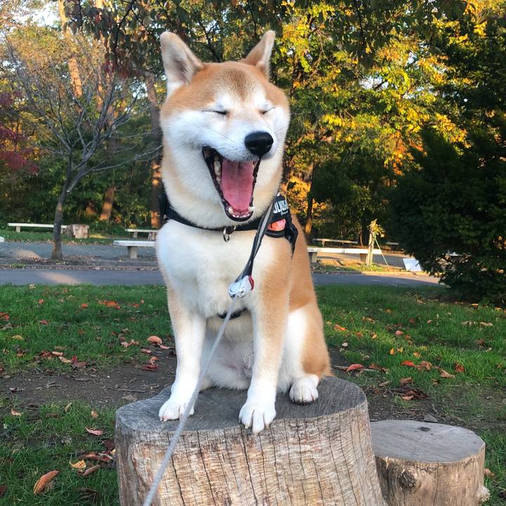 Dc72c419 df6d 4e33 9180 75e0ce679e04 1540105327241