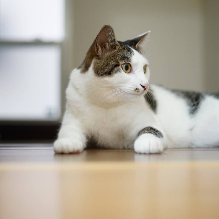 Dc734fca 028c 40eb b7c4 efb054c7df11 1528071061013