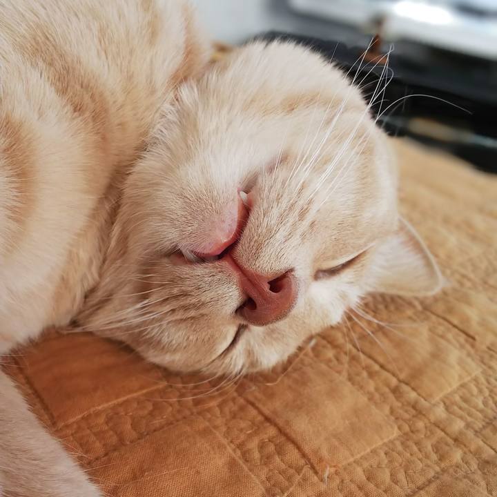 Dc742dcd 54e1 42d8 86d4 42c52f9e40f7 1591511275248