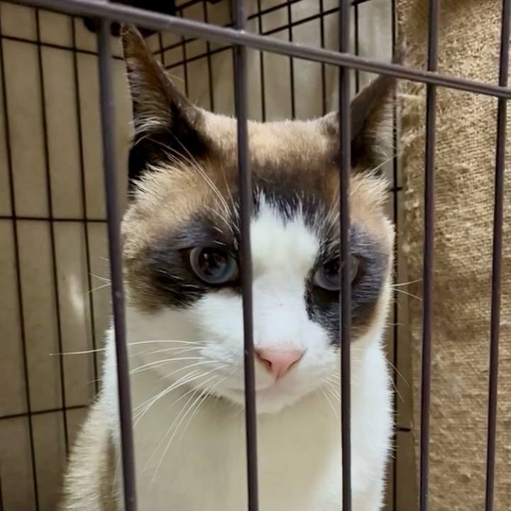 Dc777cbb 11af 47aa 87f1 4e1d72402adf 1746785776432