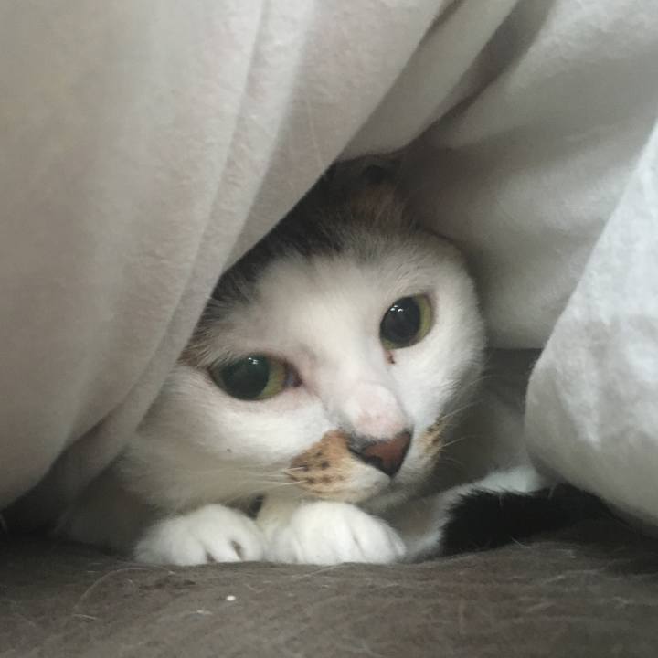 Dc7d9040 4f93 447d 8a36 fbb29517c5c7 1594694341326