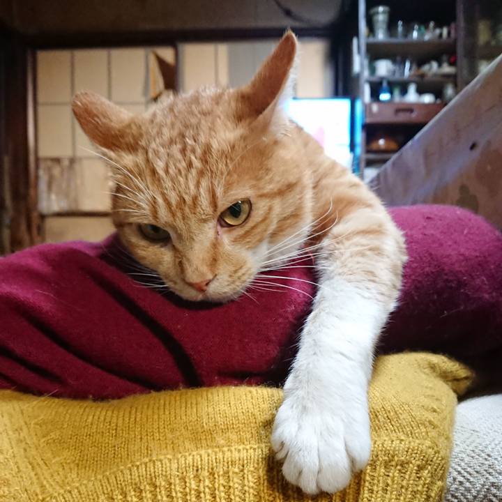 Dc816486 66a3 461d 9470 d259fc5eaafe 1571309834591