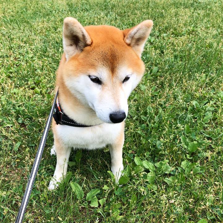 Dc81f807 2b34 4294 8336 a12b1983979c 1559608333373