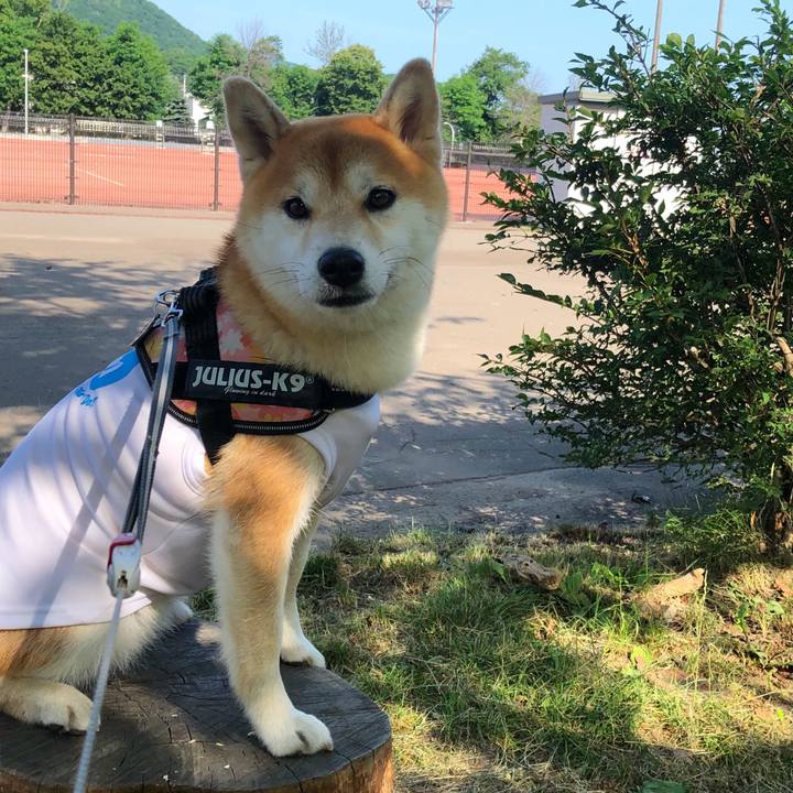 Dc877168 a866 4b4d bc60 829803aca837 1532483994929