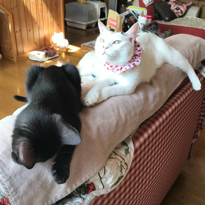 Dc8a056e 2942 453f b5a2 63c611cc8e8a 1689290682344