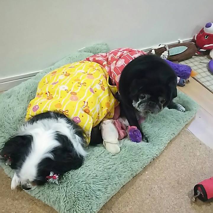 Dc8a50b8 d0f2 4da2 ab49 fd3cca0f8f46 1547619382124