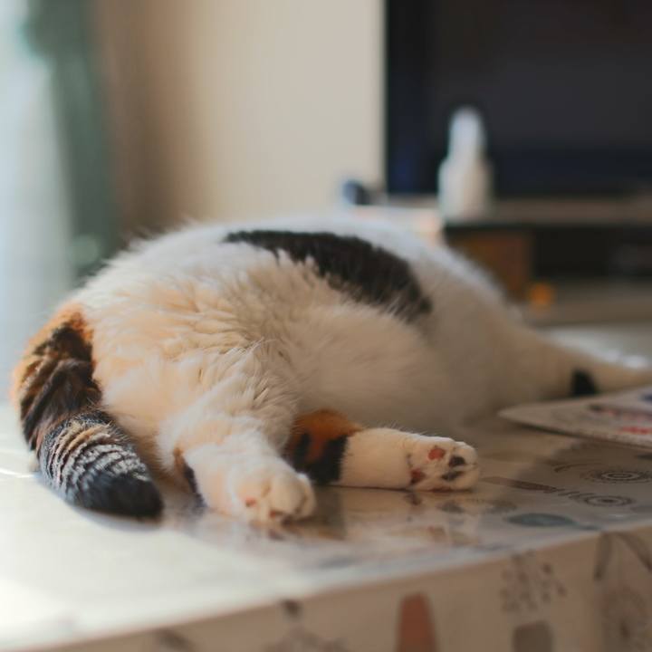 Dc8be614 b32f 497e 9648 de576da097af 1575975866884