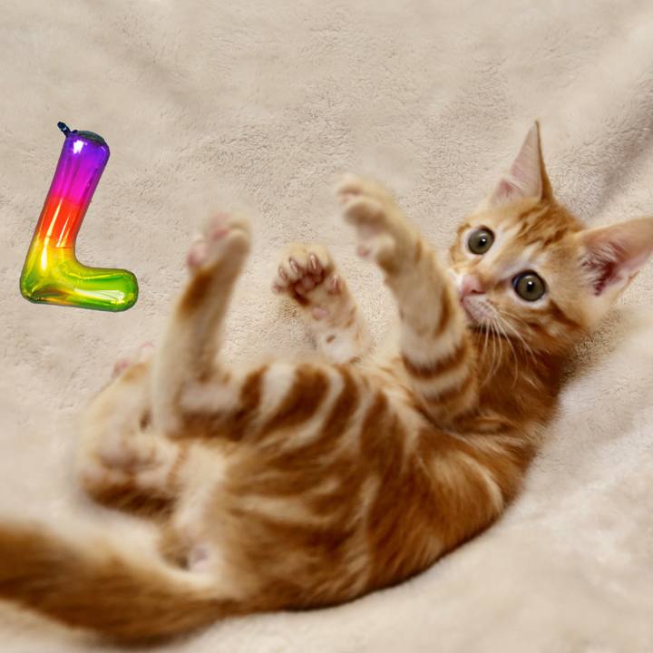 Dc93797b a16e 4e25 949c 4c3a1f9e11c3 1686436048259