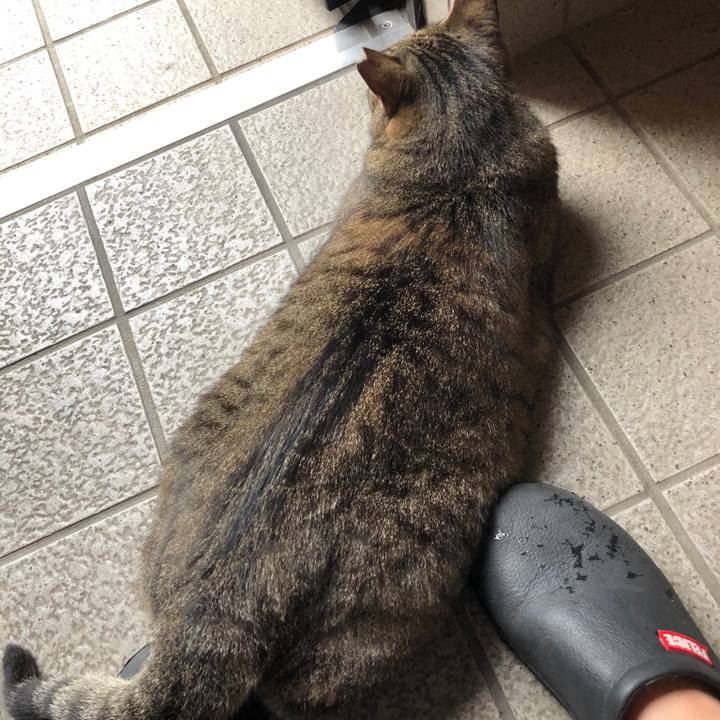 Dc96874d 1ad4 44ff 9376 7aca68f648e8 1530756674534