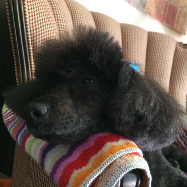 Dc97b53c 4d0e 446f 8d31 028d940c31d5 1549253679636