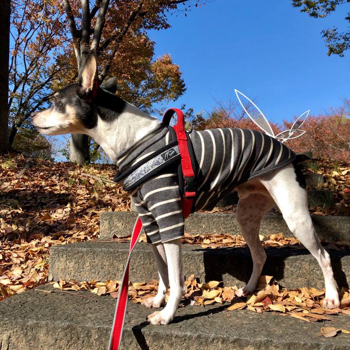 Dc98145d 8315 4523 be7a 12b9cf911c6b 1542945246615