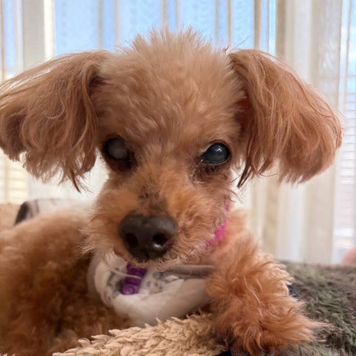 Dc98c819 adb2 404e b784 734fa793863d 1765264898310