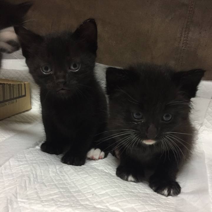 Dc992ba0 c321 44e1 bba5 99ba8b41d1b5 1526478679274