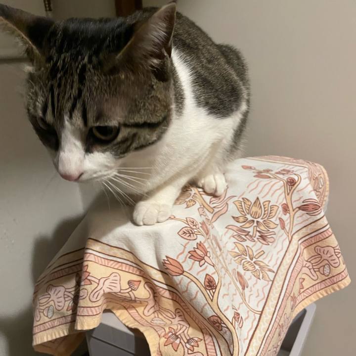 Dc99c5be 830d 4ff9 8aa3 669223664395 1772196068579