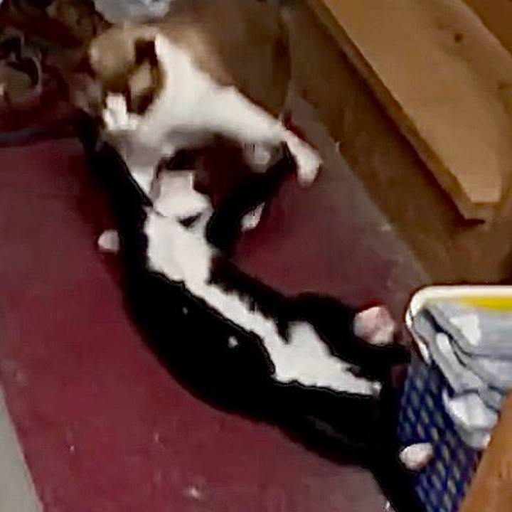 Dc99ee09 b3cb 480a 83a3 44aa14e660f2 1758537611192