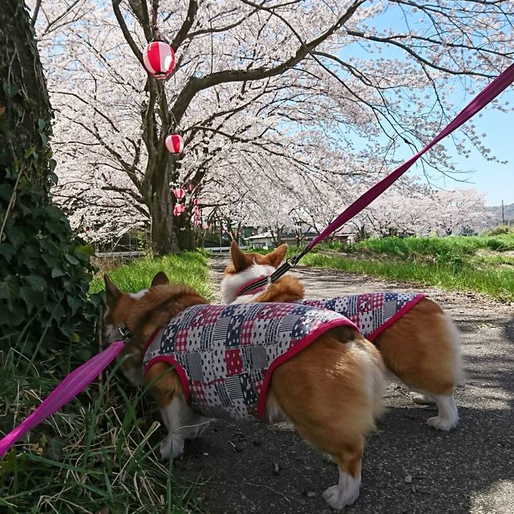 Dc99f368 8da0 4320 9685 8864b19719b0 1522397963743