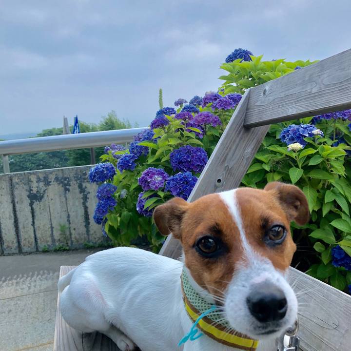 Dc9c9598 1dc1 4a27 9826 be4ce7caabf7 1531993249489