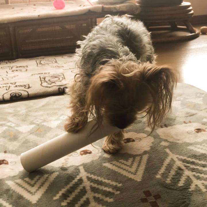 Dc9cebb8 c17d 4ff2 90a3 d94eb51183f9 1551085514660