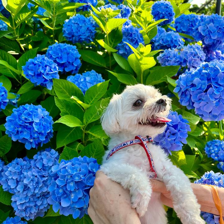 Dc9d9888 f114 4b8b a59c 1ab95bfa231a 1654480547727