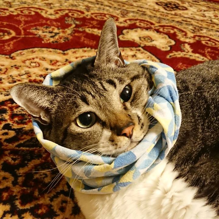 Dc9f8a30 3504 42c4 bd39 327e5693aeb6 1544448235202