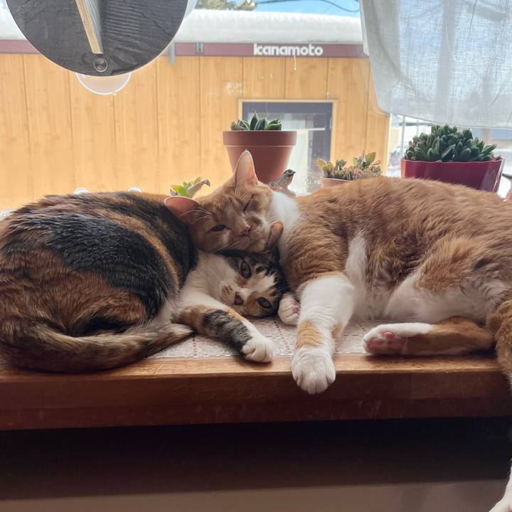 Dca09d2c 827a 426b bce6 642c48a41e92 1770096734310