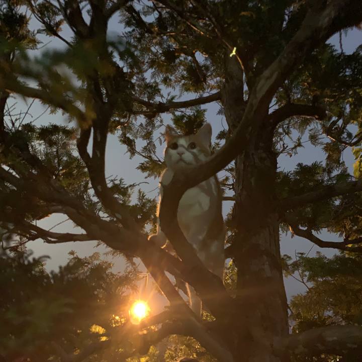 Dca12f99 08e8 4dbd 9266 da7f65030bbf 1595244056723