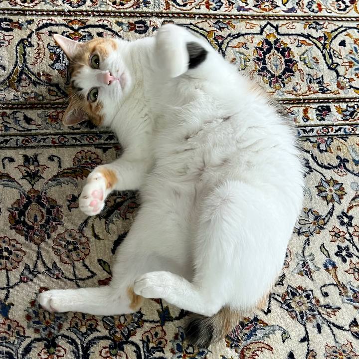 Dca19be7 053a 4b1a b00f ddb474caf412 1763505432216