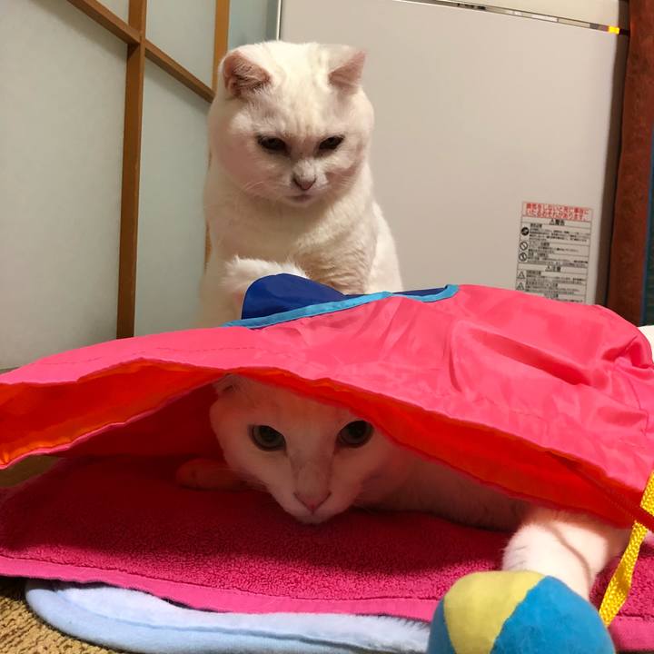 Dca1acec 13e8 424d 92e7 aec57a3b135d 1524023628080