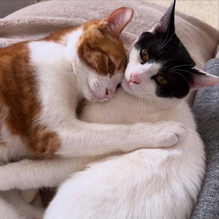 Dca66498 09e2 4a7b 8866 2199b08968cf 1765409188292