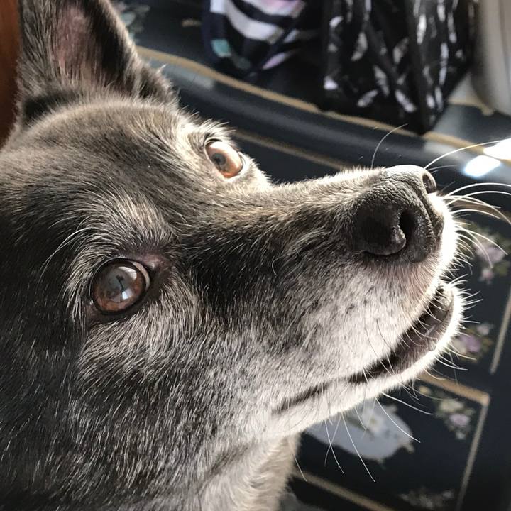 Dca6db6e eeaa 4913 bc29 e66550db2729 1526652267570