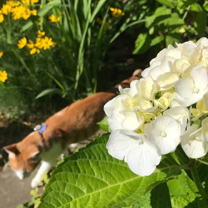 Dca720cc d991 4fe3 aa56 81415145f35e 1530321652605