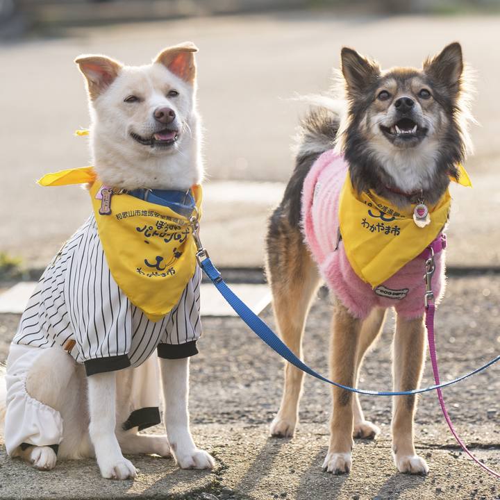 Dca824b9 d6e5 4c19 88f5 c44ddaa86b1a 1551526133834