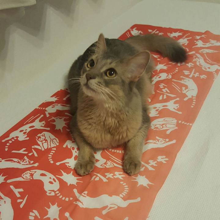 Dca84a87 1ad9 4d7c b409 e434393ac22c 1529846638955