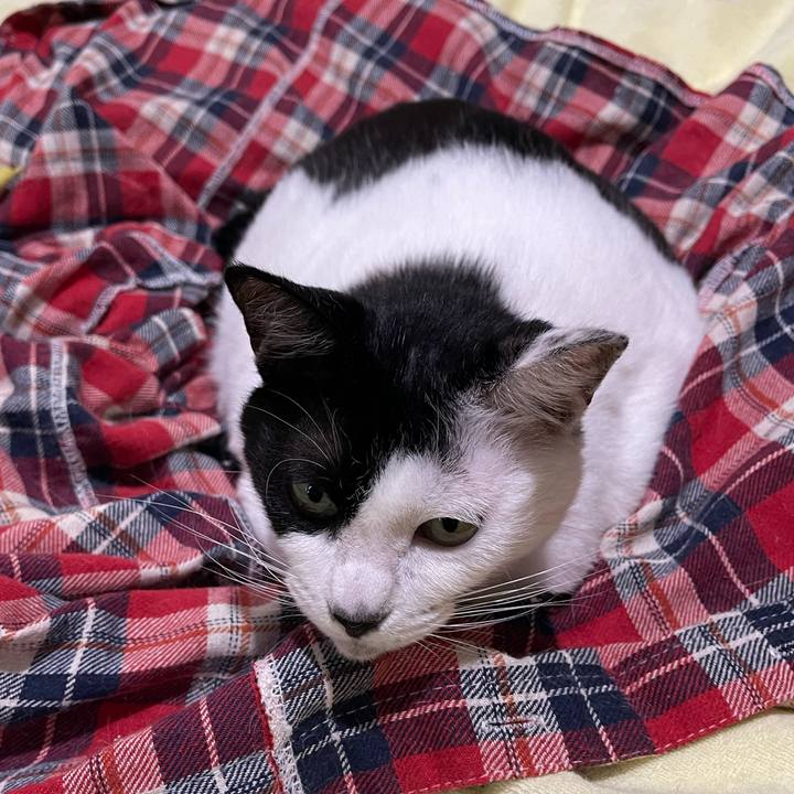 Dcaafb90 e138 49f7 96df b8e20dd502ac 1761086726269