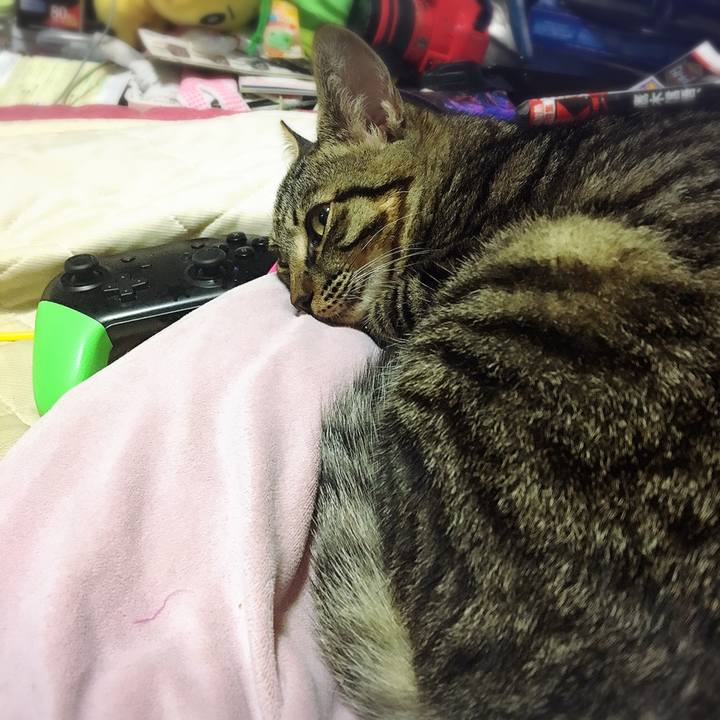 Dcb04f8e f34b 45ff b29b d5baddf40b2f 1541723701455