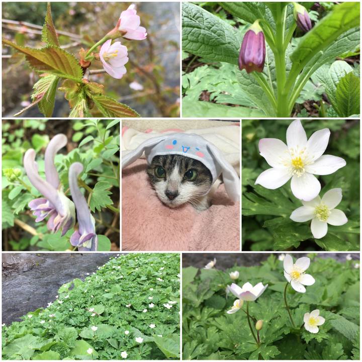 Dcb23f3d 64e6 4a5f 827a 49c08d3c8aea 1525406418414