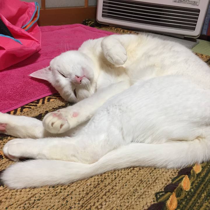 Dcb37773 6a52 487c 9c03 8d0ad157aca7 1521735901032