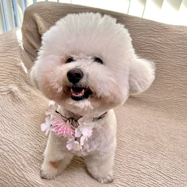 Dcb382f0 ba57 44f2 bb0d 8de6b0f65242 1775111738210