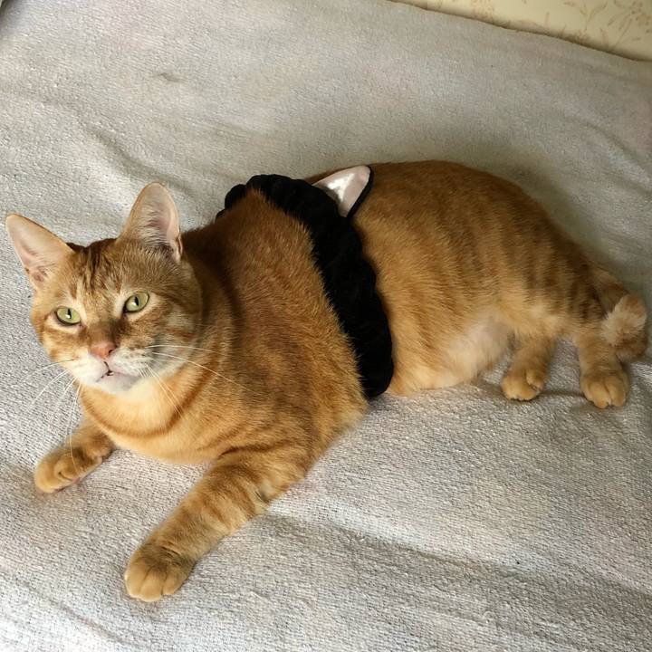 Dcb7c43c 83ca 4c4a 81c7 5cf55d74d28e 1570253380827