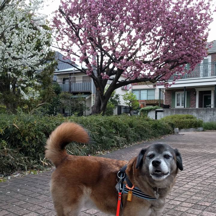 Dcbb1442 4f11 4943 adbc cfb746ef92ed 1523319900084