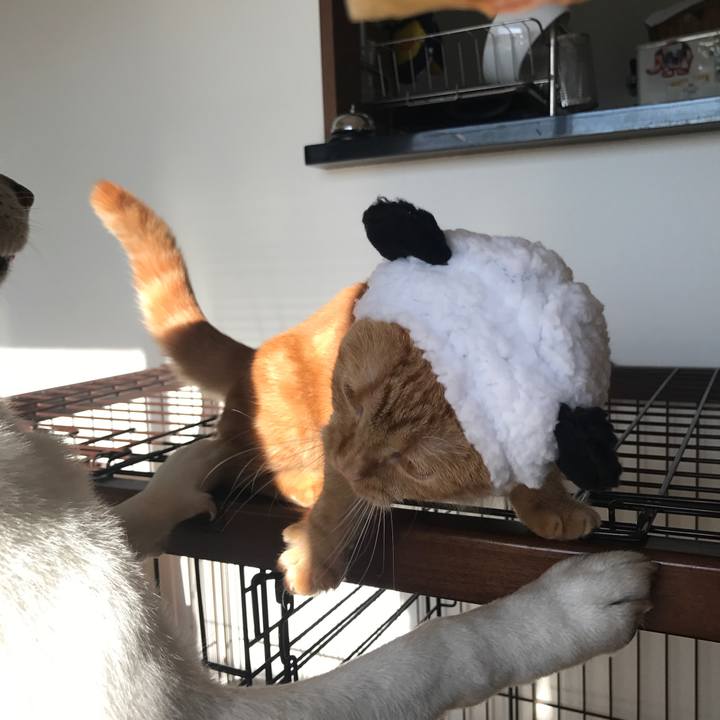 Dcc0dbcb 8684 4b39 ae82 264436ad625b 1513646764211